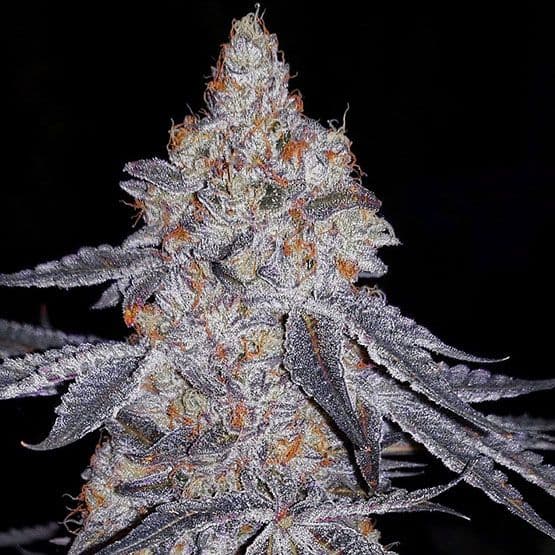 Banana Daddy R1 Feminized Seeds