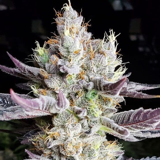 BooBerry Cookies RBX Feminized Seeds