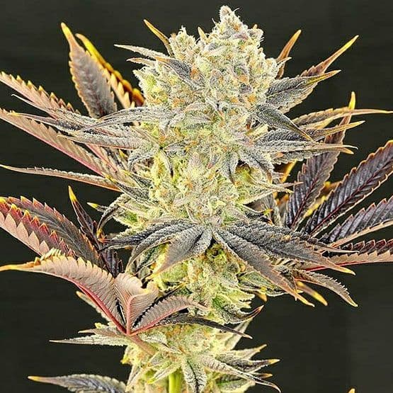 Citradelic Sunset Feminized Seeds