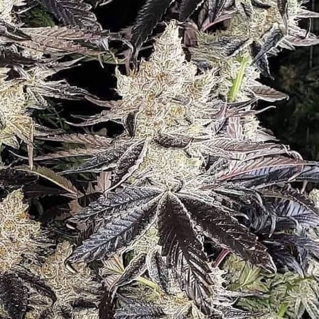 Ethos Cookies R2 Feminized Seeds