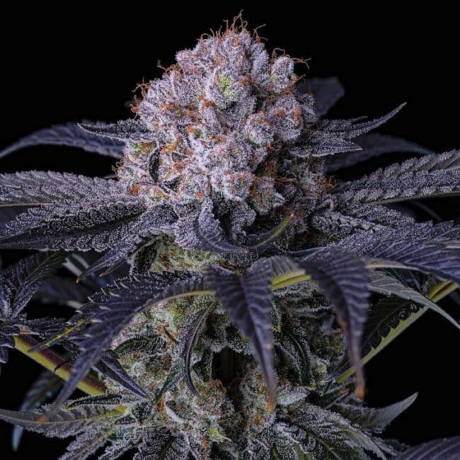 Grape Balls of Fire RBx Feminized Seeds