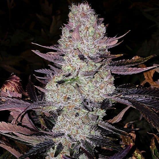 Grape Diamonds R2 Feminized Seeds