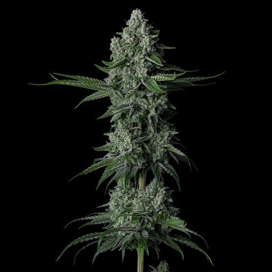 Grandpa's Stash R2 Feminized Seeds