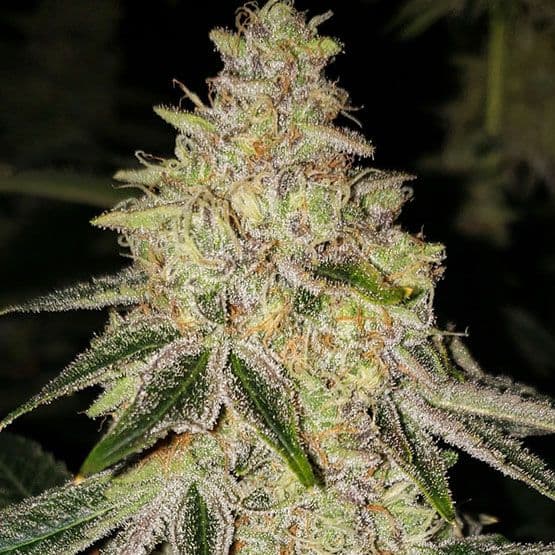 Mac 'n' Jack R1 Feminized Seeds