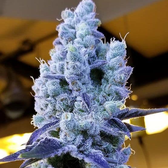 Mandarin Cookies V2 Feminized Seeds