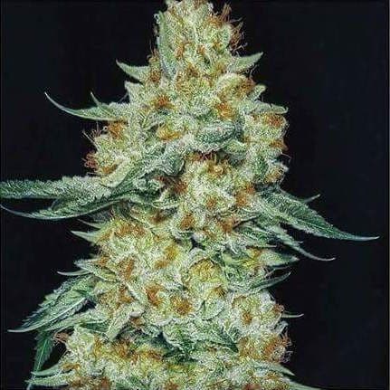 Member Berry RBX1 Feminized Seeds