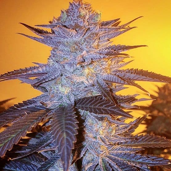 Orange Velvet Underground RBX Feminized Seeds