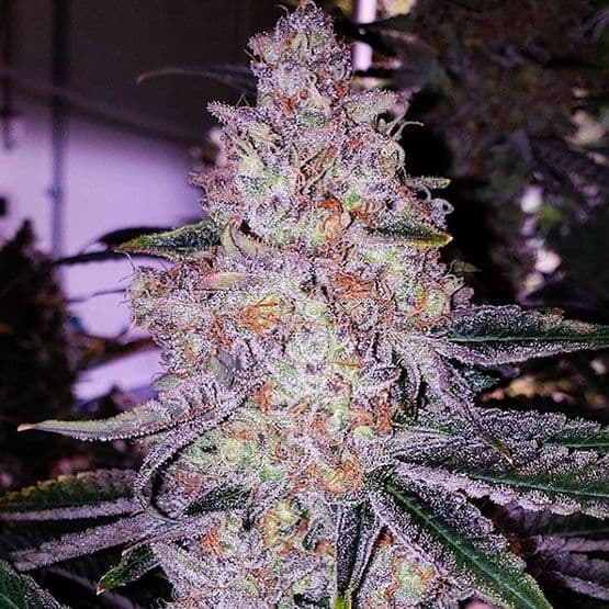 Planet of the Grapes RBX Feminized Seeds