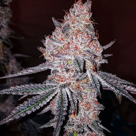 Strawberry Cookies OG R1 Feminized Seeds