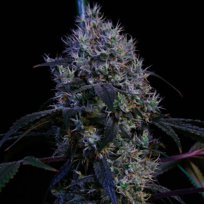 Super Lemon Haze RBX3 Feminized Seeds