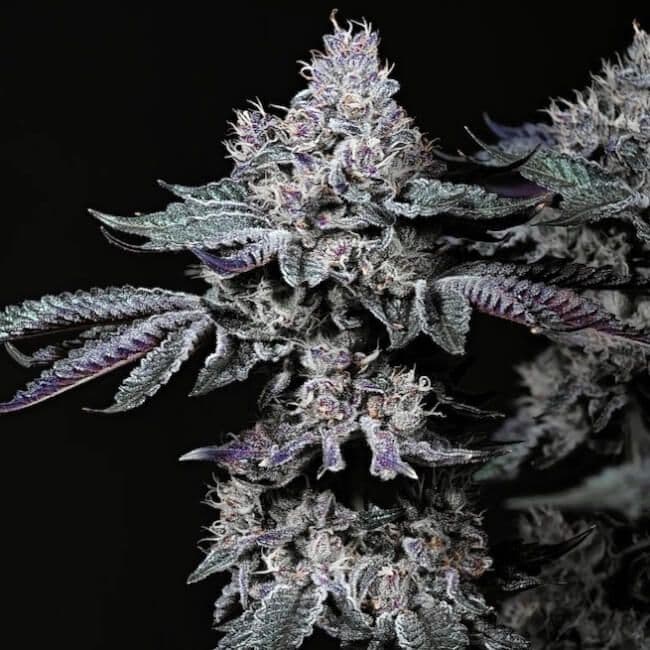 Nuggz R1 Feminized Seeds
