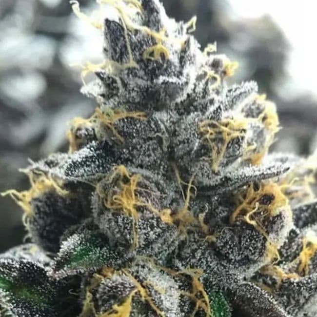 Divorce Cake Feminized Seeds