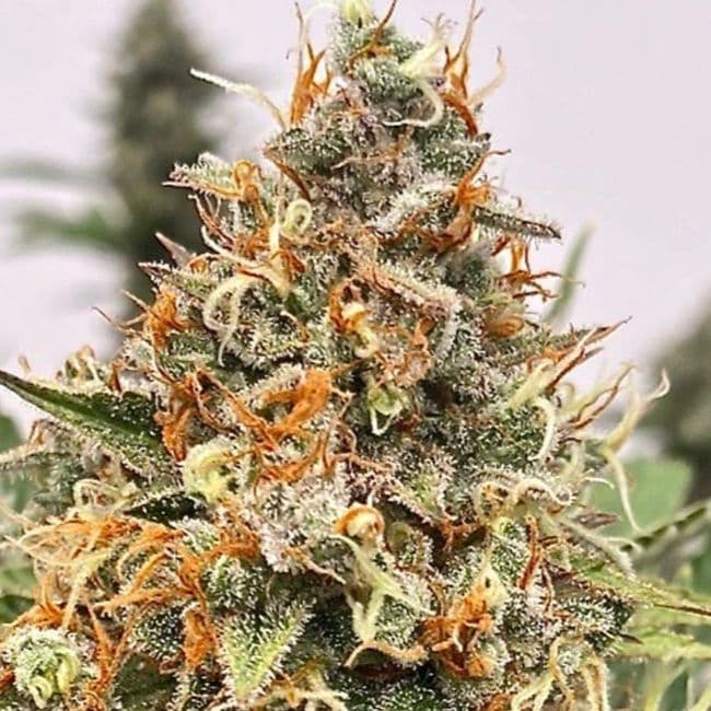 Mendo Butter Feminized Seeds