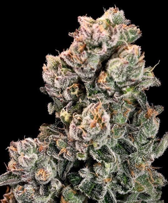 Slurpicane FAST Feminized Seeds