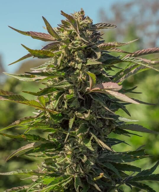 Snow Panda FAST Feminized Seeds