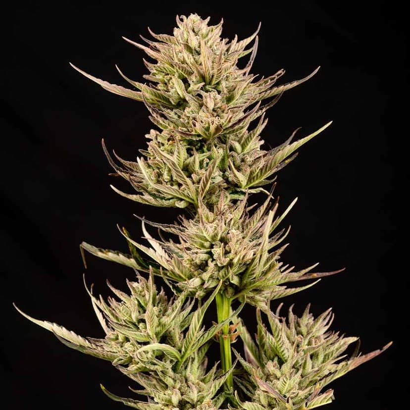 Cookie Apple OG F1 Auto Feminised Seeds