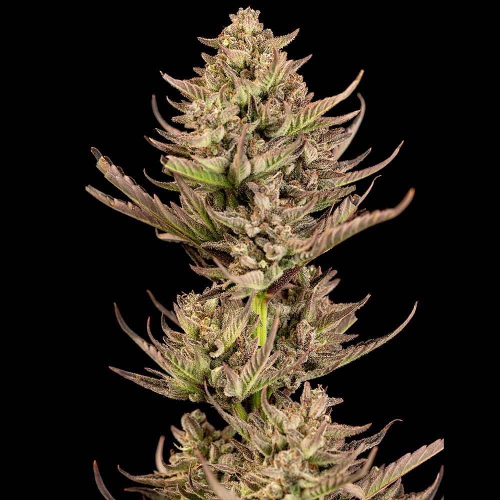 Purple Punch F1 Fast Feminised Seeds