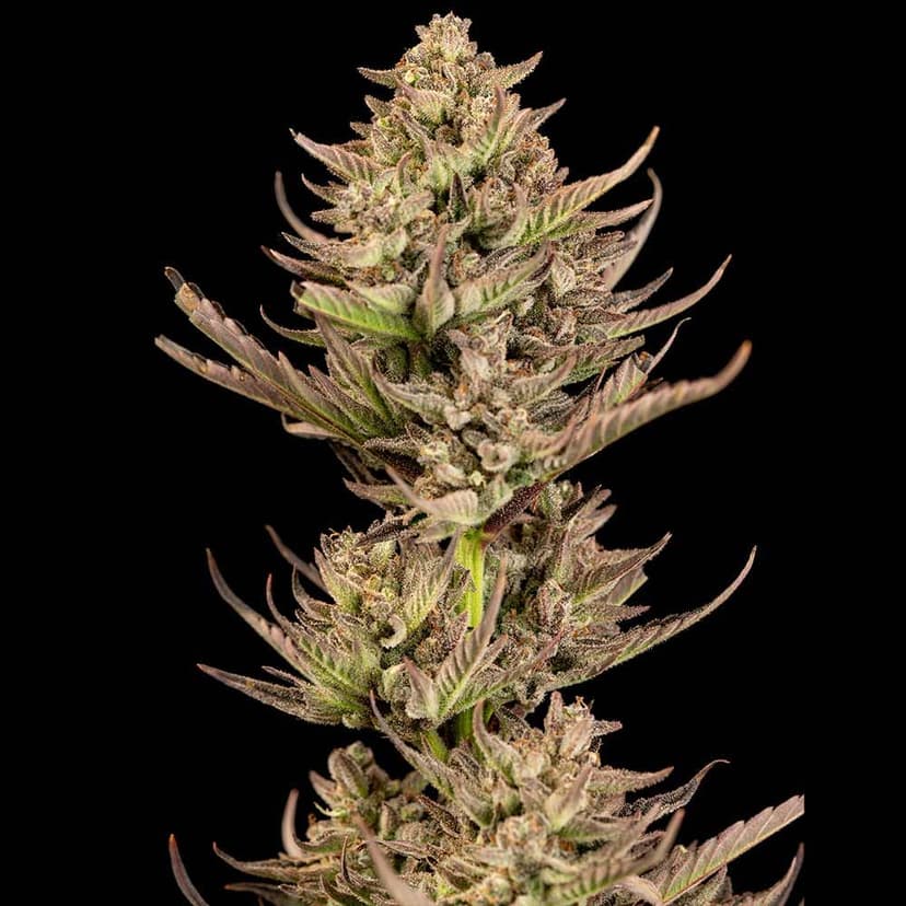 Purple Punch F1 Fast Feminised Seeds