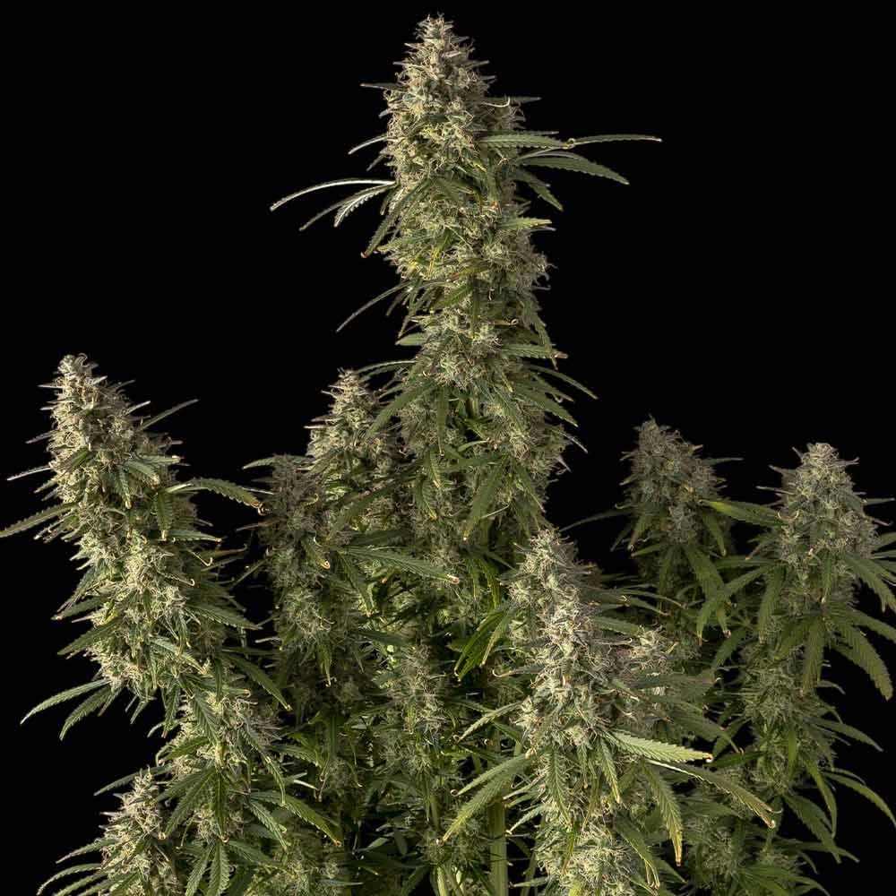 Pineapple OG Auto Feminised Seeds
