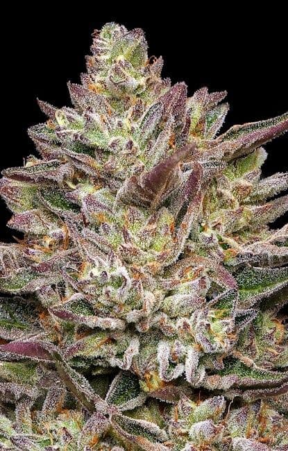 Guzzlerz Feminised Seeds
