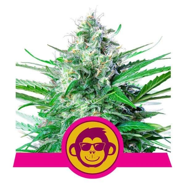 Grape Ape Feminised Seeds