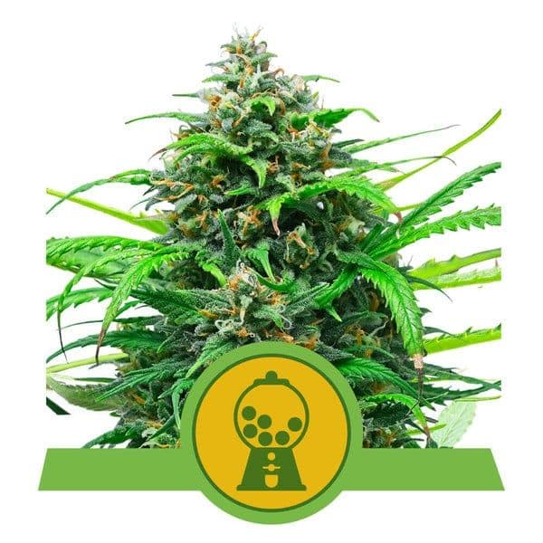 Pink Runtz Auto Feminised Seeds