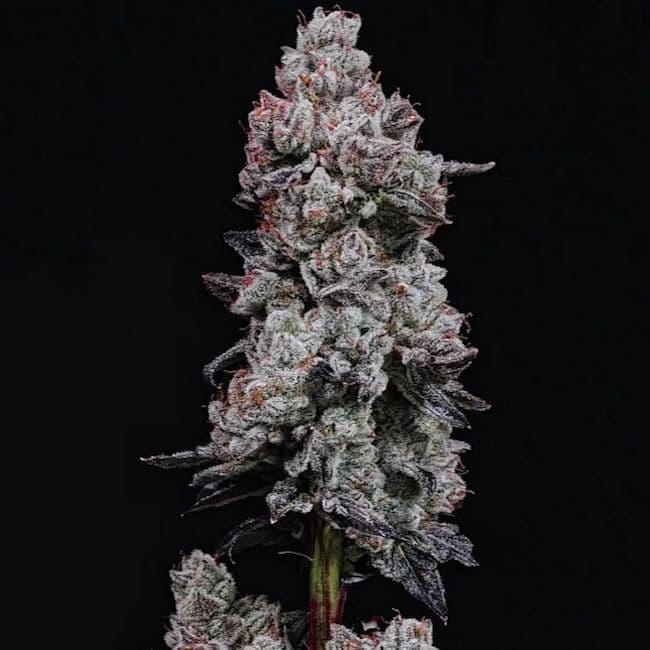 Lemon Cherry Gelato RF3 Auto Feminized Seeds