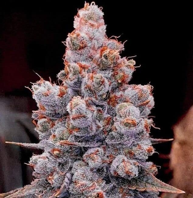 Banana Jealousy RF3 Auto Feminized Seeds