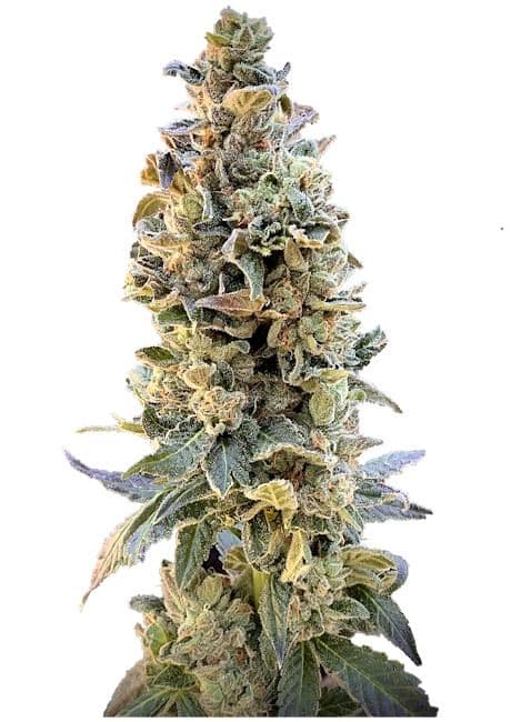 XTC OG Feminised Seeds