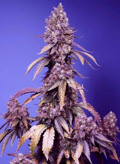 Black Muffin F1 FAST Feminised Seeds