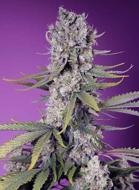 Papaya Zoap F1 FAST Feminised Seeds