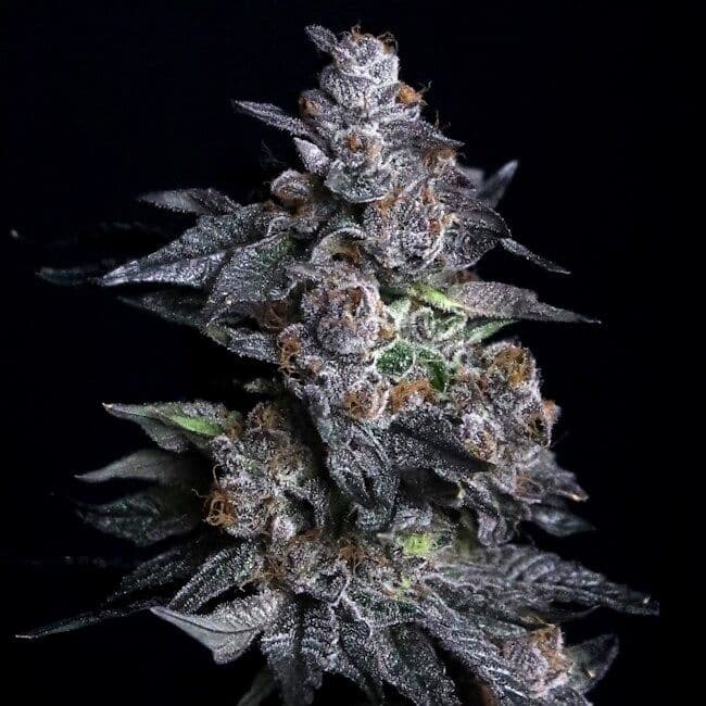 Apple Candie Feminised Seeds