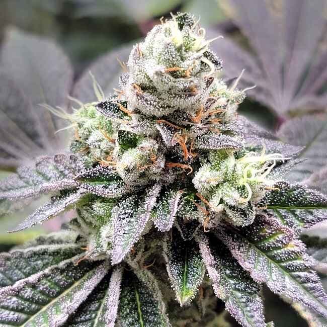 Coco-Nutty Feminised Seeds