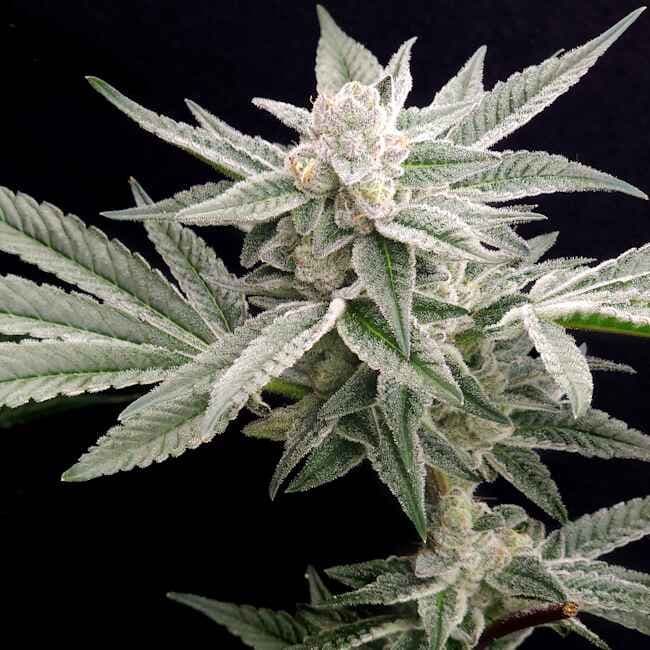 Jungleberry Haze Feminised Seeds