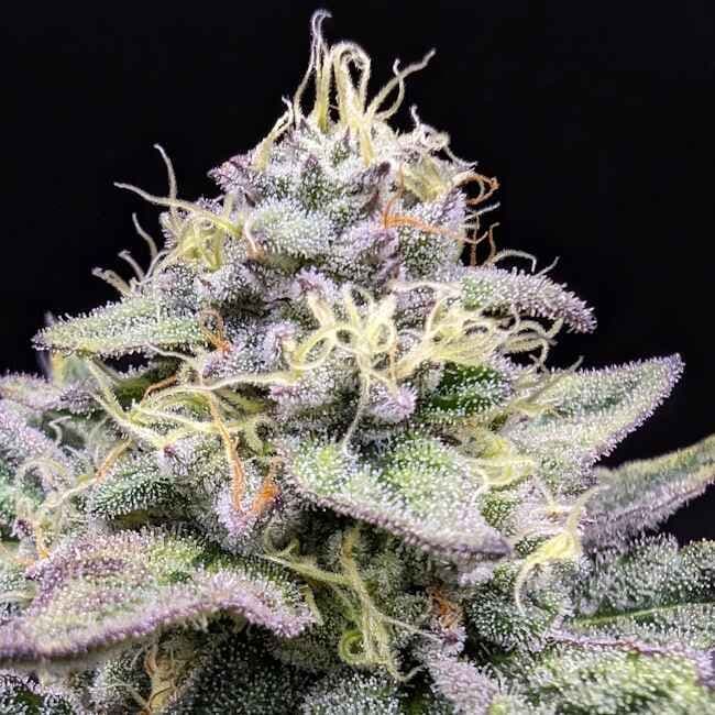 Sherbet Cream Cake Feminised Seeds