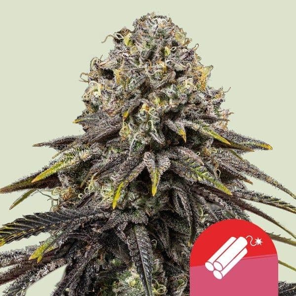 Dynamite Diesel Feminised Seeds