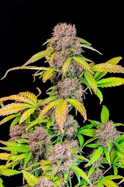 Lemon Cherry Cookies Auto Feminised Seeds