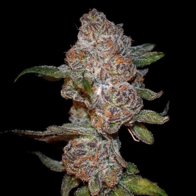 Punch Drunk Ape Feminized Seeds