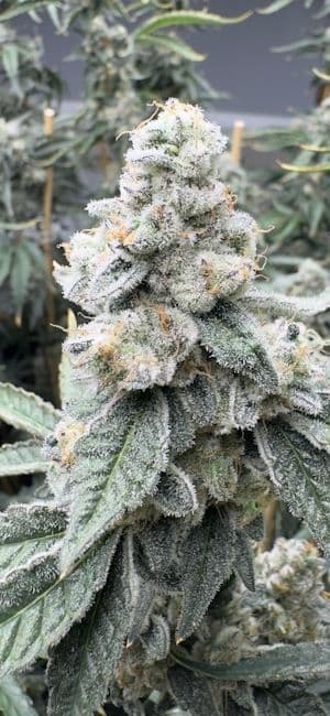 Sello Feminized Seeds