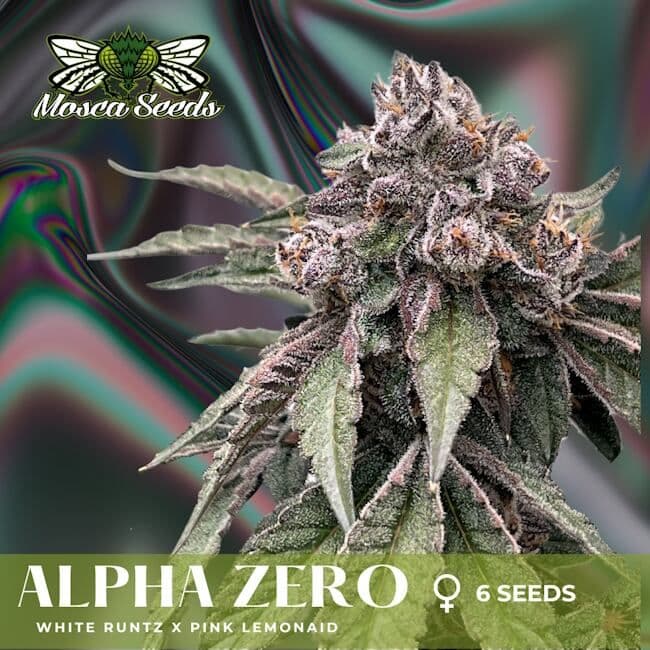 Alpha Zero Feminised Seeds