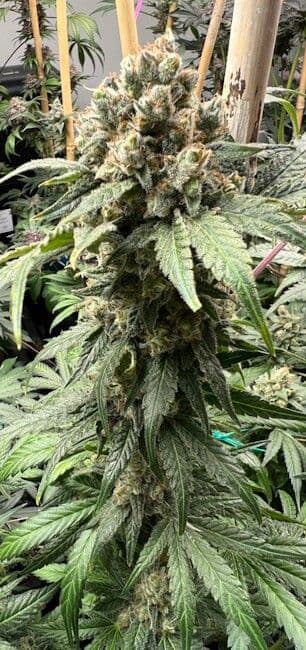 Tapestry Feminized Seeds