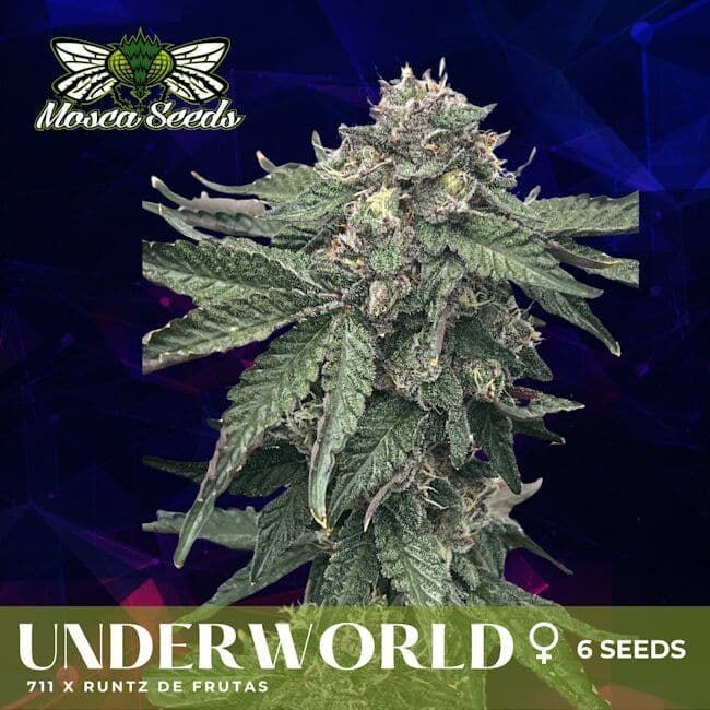Underworld Feminized Seeds