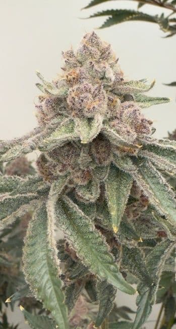 Jellycat Feminised Seeds