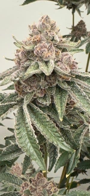 Lane 8 Feminized Seeds