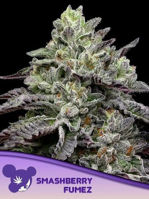 Smashberry Fumez Feminised Seeds