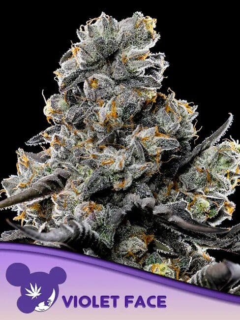 Violet Face Feminized Seeds