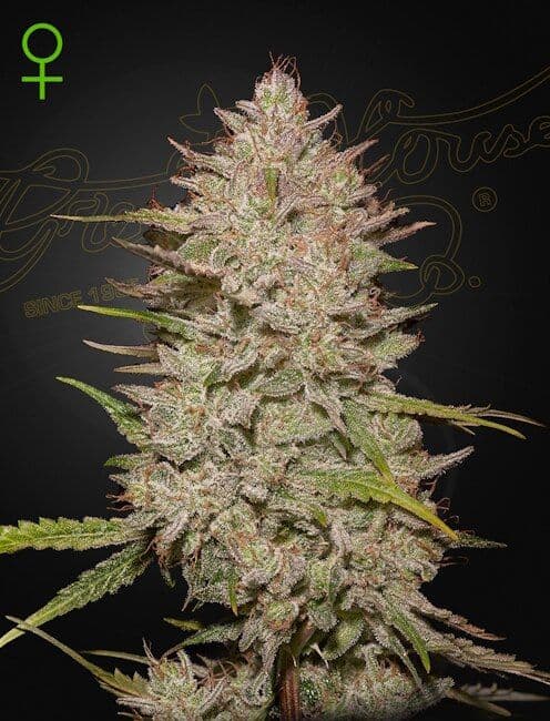 Chemical Candy Auto Feminised Seeds