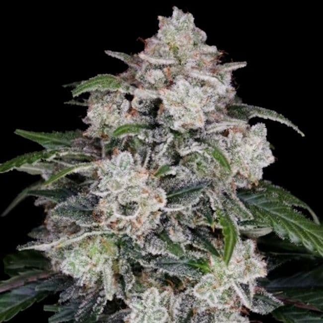 Mac N Me Auto Feminised Seeds