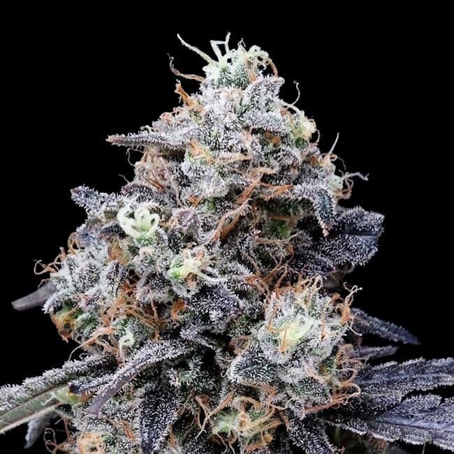 MacMelon Auto Feminised Seeds