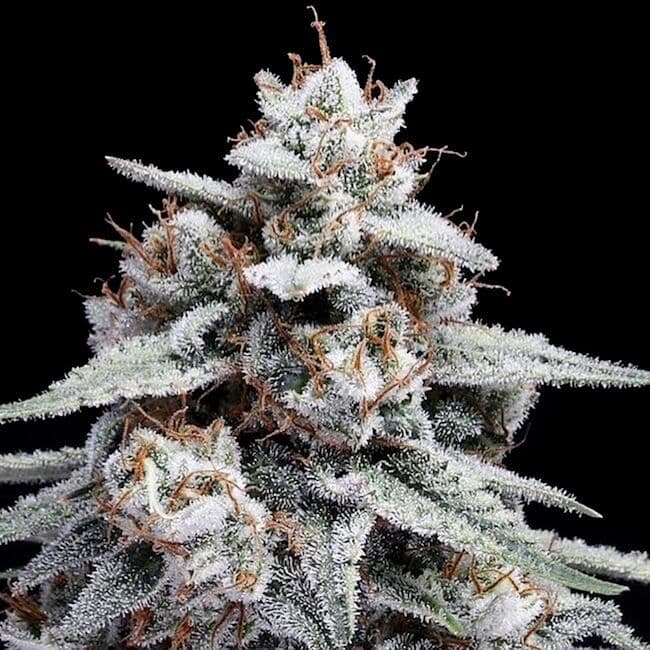Skywalker Kush Auto Feminised Seeds